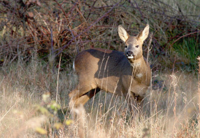 roe deer