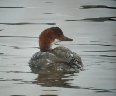 smew.jpg