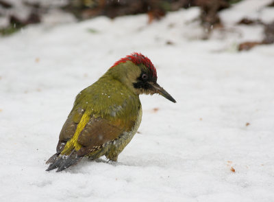green woodpecker.jpg
