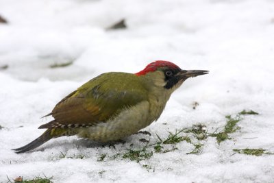 green woodpecker.jpg