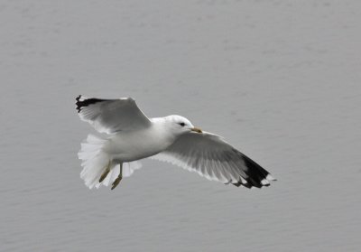 common gull.jpg