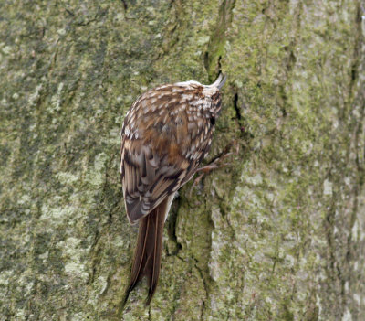 treecreeper.jpg