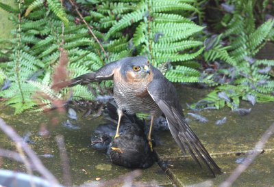 sparrowhawk.jpg