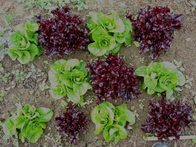 Salad crop.JPG