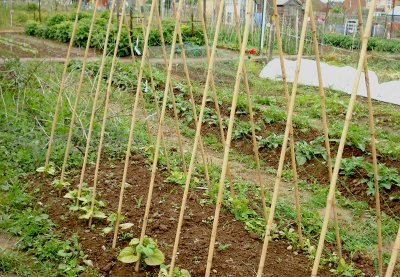 Potatoes, peas & beans.JPG