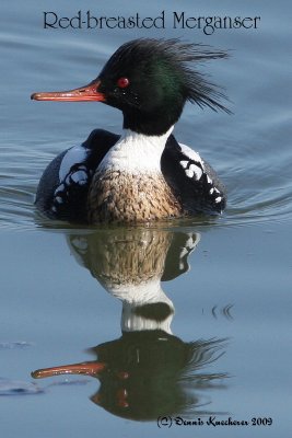 Red-breasted Merganser