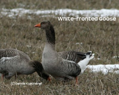 White-fronted Goose