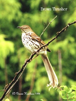Brown Thrasher