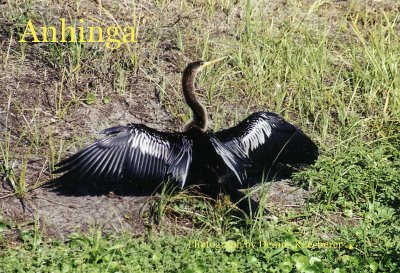 Anhinga