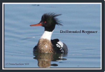 Red-breasted Merganser