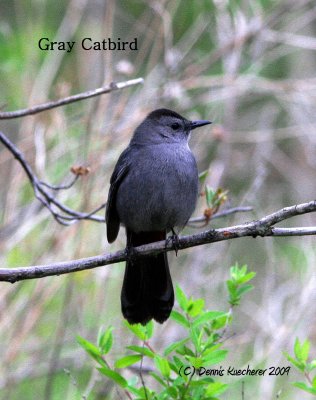 Gray Catbird