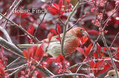 House Finch - find it -