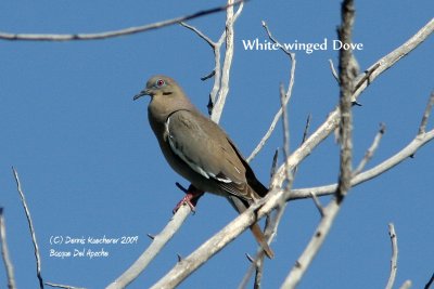 White-winged Dove