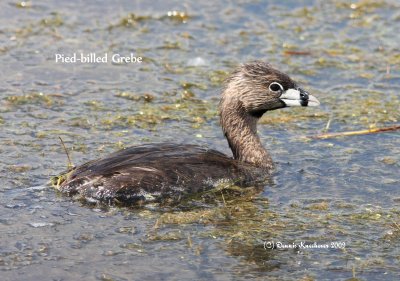 Pied-billed Grebe