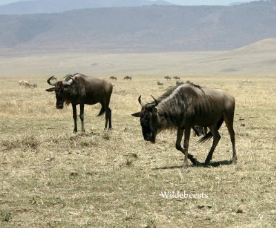 Wildebeest