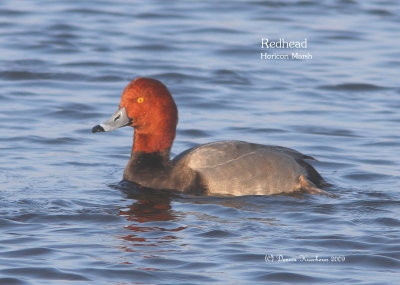 Redhead