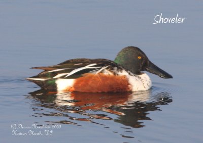 Shoveler