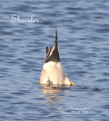 Shoveler