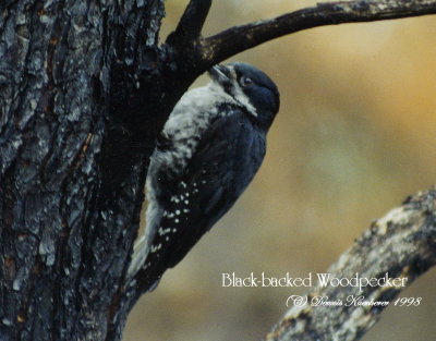 Black-backed Woodpecker