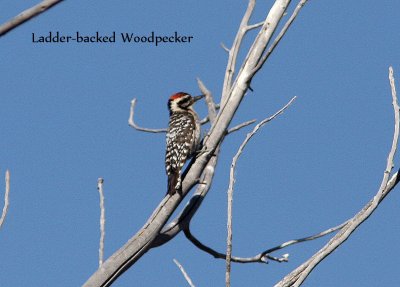 Ladder-backed Woodpecker