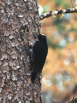 Black-backed Woodpecker