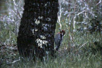 Red-naped Sapsucker