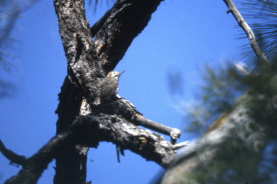 Strickland's Woodpecker