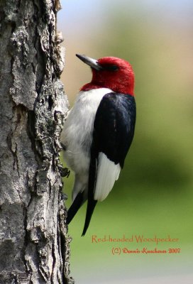 Woodpecker Red-headed