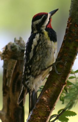 Yellow-bellied Sapsucker