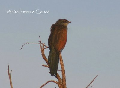 White-browed Coucal