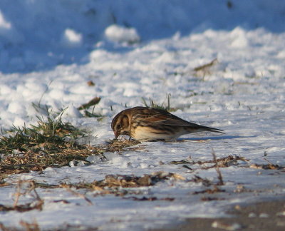 Lapland Longspur