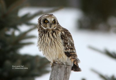 Short-eared Owl