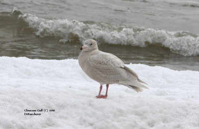 Glaucous Gull