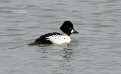 Common Goldeneye