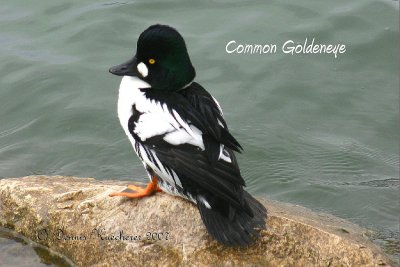 Common Goldeneye