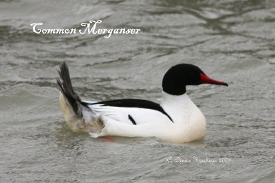 Common Merganser