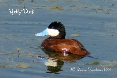Ruddy Duck
