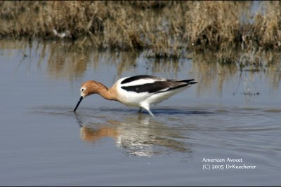 American Avocet