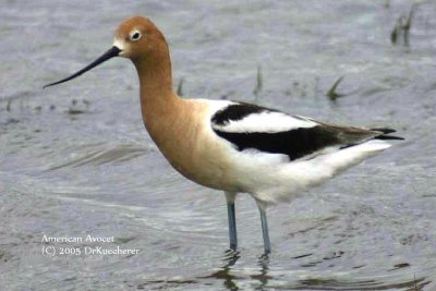 American Avocet