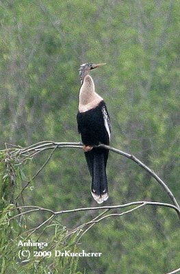 Anhinga