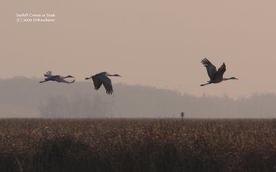 Sandhill Cranes