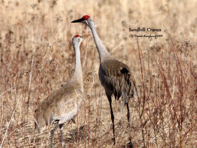 Sandhill Cranes