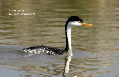 Clark's Grebe