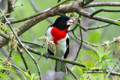 Rose-breasted Grosbeak