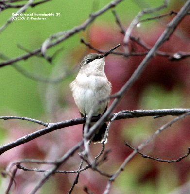 Hummingbirds, Wrens