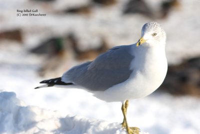 Ring-billed Gull