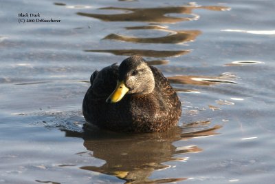 Black Duck
