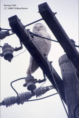 Snowy Owl
