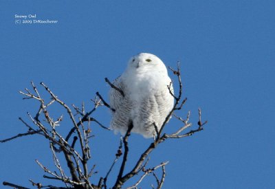 Snowy Owl