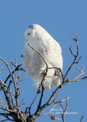 Snowy Owl
